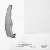 Polyporus resinosus image